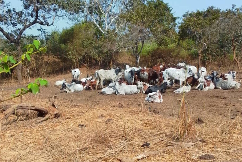 Rapport de mission LAI 17 au 21 décembre 2024